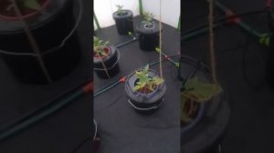 Гидропоника это просто.Гидропонные системы AquaPot Klik 17