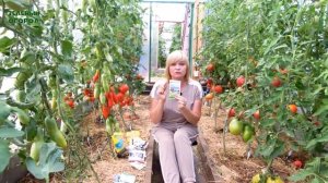 Как продлить ПЛОДОНОШЕНИЕ ТОМАТОВ в августе! Советы о?