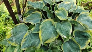 Гигантские сорта хост в моем саду...#hosta #сорт#гигантски