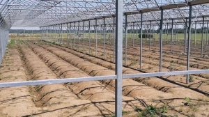 Революция выращивания малины, стратегия и технология