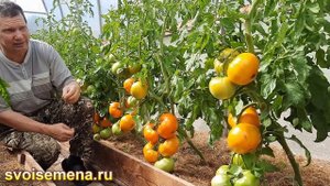 Проверенный сорт томатов - Санька золотой