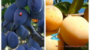 Слива обыкновенная Венгерка Корнеевская-Утро 🌿 обзо?