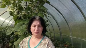 Очень урожайный сорт огурцов 🥒.