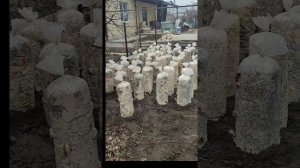 Охренительный лайфхак по выращиванию грибов домашних
