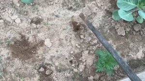 Медведки уничтожают посадки. Огурцы едим. Красивый за?