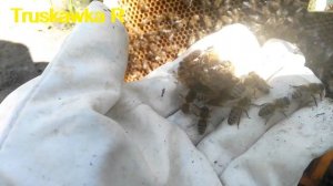 #Пчёлы берут маток в клубок. Почему теряются матки при