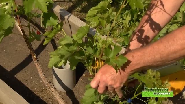 2019 06 18 Зелёная передача