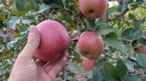 Зимові солодкі яблука.Яблуко Фуджи Ацтек Fuji Aztec.