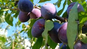 Слива. Чем полезна и чем вредна. Фрукт для иммунитета, ?