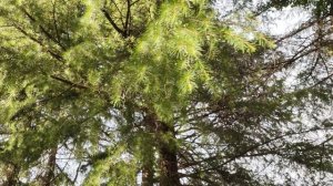 Лазаревское Сочи 09.09.25 Что ПРОИСХОДИТ сегодня сейчас