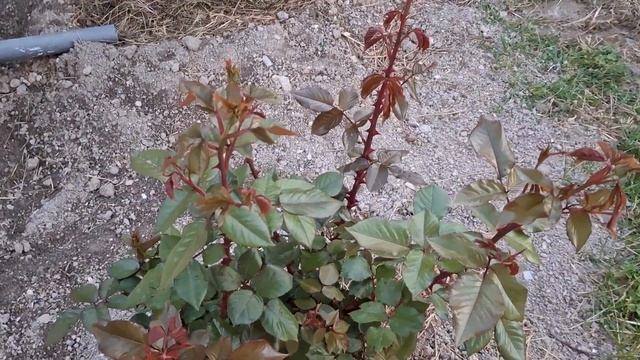 22.05.2025г. Новые опоры для роз Amnesty International и Jasmina. Цветут и смотреть онлайн