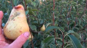 Груша БЕРЕ ДЮРОНДО - один из лучших осенних сортов