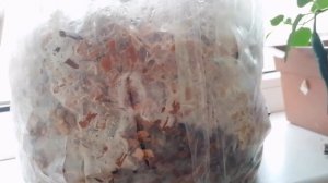 Пробуем выращивать шиитаке!🍄