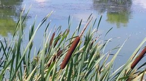 Пейзаж на Озере среди Рогоза