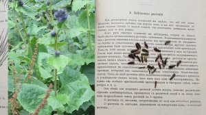 Кыст аль Хинди. Обзор, история, свойства, подделки Кыст