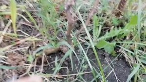 как формировать виноград на второй год жизни