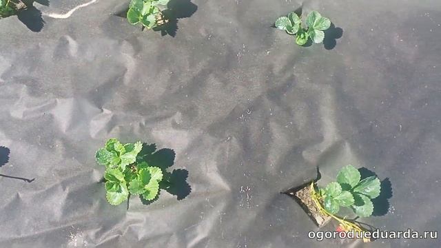 Развитие ремонтантной клубники Ания на 8 день после по смотреть онлайн