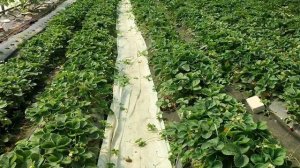 🍓 Сборы уличной клубники скоро начнутся и мнение по г