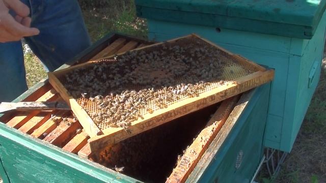 Пчеловодство. Как метить маток маркером и расширение ? смотреть онлайн