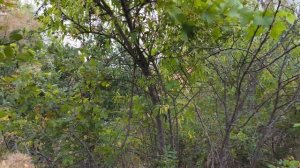 Инжир и виноград в диком лесосаду!