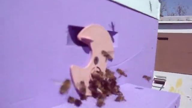 разворовывание улья, воровство на пасеке, пчелы воров?