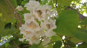 Катальпа - дерево с большими листьями