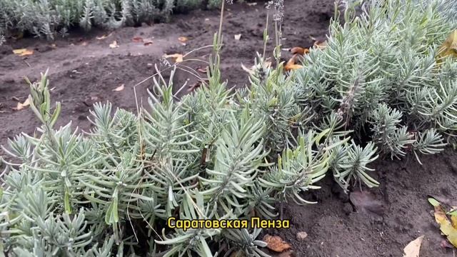 ЛАВАНДА : платинум блонд / лавандин / хидкот/ розея / мин