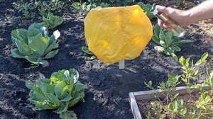 Ловушки для белокрылки за копейки своими руками в дом?