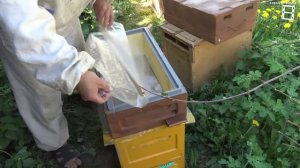 ВЫВОД ПЧЕЛИНЫХ МАТОК БЕЗ ПЕРЕНОСА ОТ "А" ДО "Я" ДЛЯ ЛЮБИ?