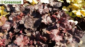 Гейхера «Миднайт Роуз»   видео обзор от Greensad