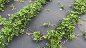 Фенг Сянг‼️ Потенциал ‼️ Не путайте с другими сорта?