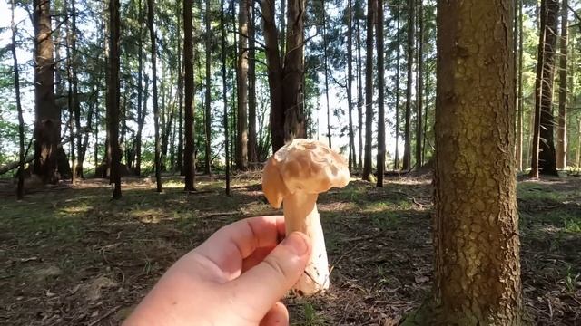 ❗ГРИБЫ в АВГУСТЕ 2023 СГОРАЮТ от ЖАРЫ!🔥ГРУЗДИ ПОПЁРЛИ!? смотреть онлайн