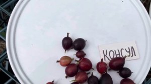 Крыжовник Командор, Консул, Черносливовый, июль 2025