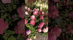 Гортензия Самарская Лидия(Framboise/Rensum) правильная агрот?