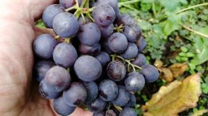 Саженцы винограда Кишмиш Чёрный Султан Питомник Садо?