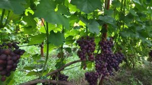 Подарок Несвятая селекции Павловского Е. Г виноград с