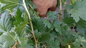 Обзор крыжовника Орфей Карат Гранд и др.