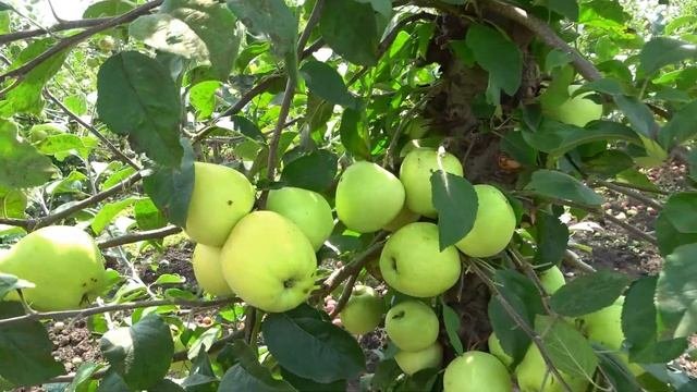 Поздне-летний сорт яблони ЭРЛИ ГОЛД: зимостойкий, урож