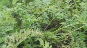 ПОВИЛИКА - ПАРАЗИТИЧЕСКОЕ РАСТЕНИЕ! КАК С НИМ БОРОТЬСЯ