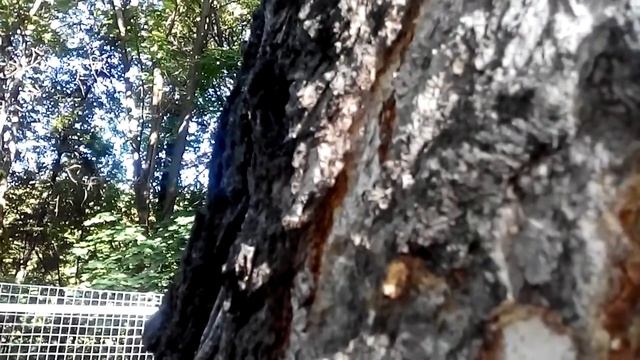 Берёза в паутине? Да здравствуют паразиты! смотреть онлайн