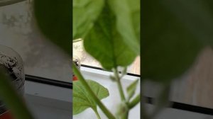 цветут баклажаны на балконе#цветутбаклажанынабалкон?