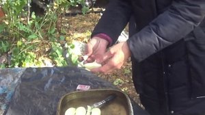 дегустация яблок сорт зорка