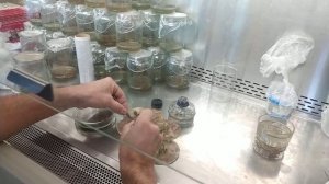 Черенкование растений in vitro