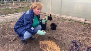 Осенняя посадка луковичных цветов