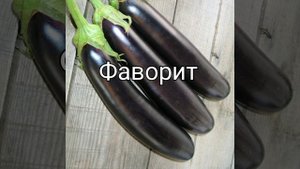 Отличные сорта баклажанов