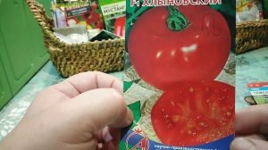 Обзор низкорослых томатов для открытого грунта и плён