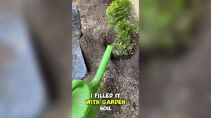 Посадка туй вдоль забора - просто и красиво! | Planting thujas