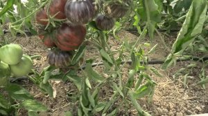 Томат Бифштекс Марши Marsha's Starfighter Beefsteak (Королевский са?