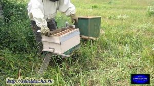 Пересадка пчел из ловушки в многокорпусный улей. Пчел?
