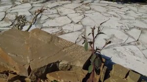 Начинают цвести розы Усыниных 02.06.24